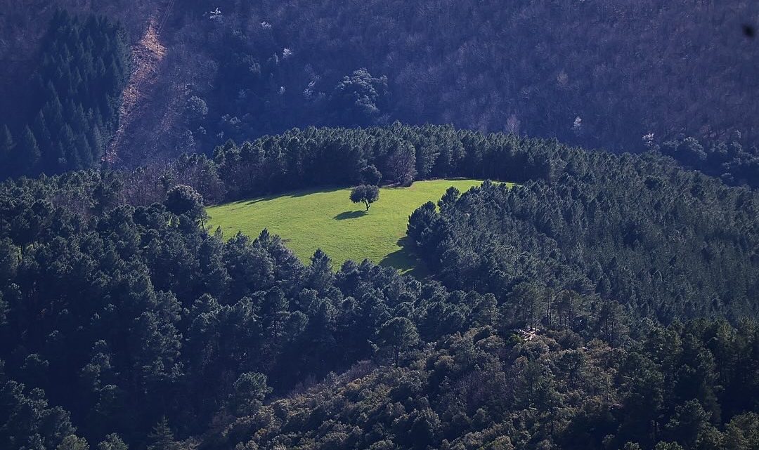 Pelouse verdoyante entourée d'arbres sur une colline.