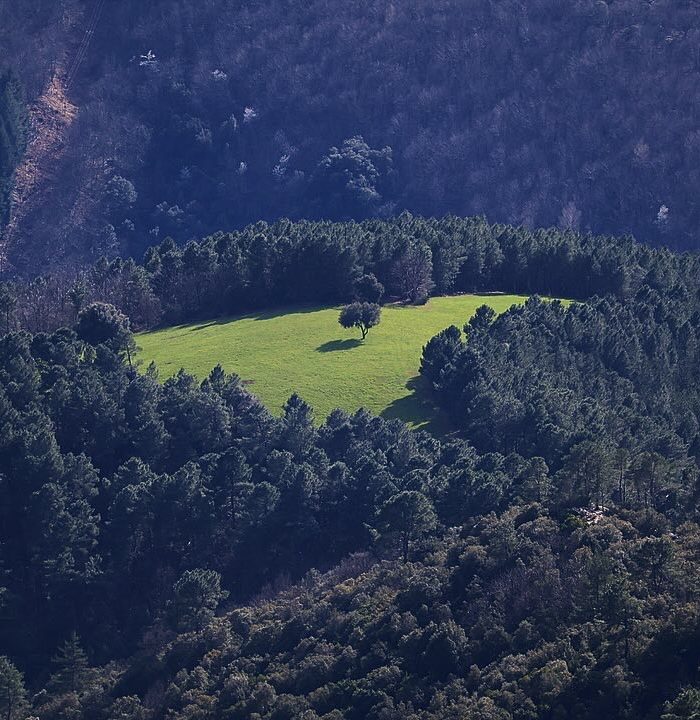 Pelouse verdoyante entourée d'arbres sur une colline.