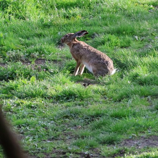 Un lièvre assis sur l'herbe, entouré de verdure.