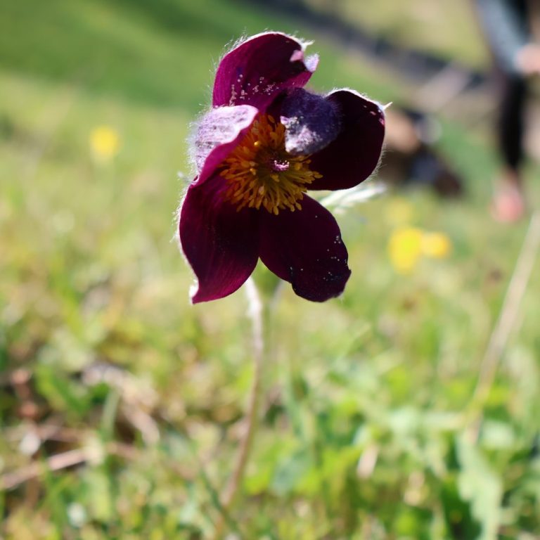 Fleur violette avec des pétales larges, poussant dans une prairie verdoyante.
