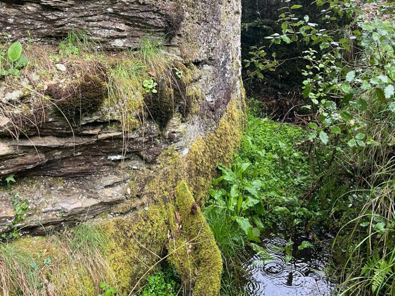 Rochers recouverts de mousse et de plantes, bordant un ruisseau verdoyant.