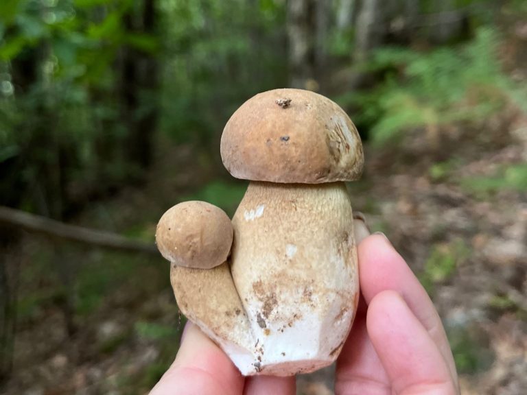 Papillon aux ailes jaunes et noires, se posant sur des fleurs roses.