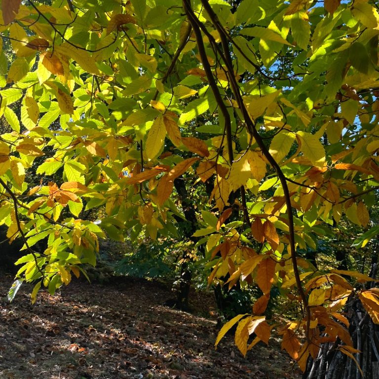 Feuilles vertes et jaunes, illuminées par le soleil, près du sol dans une forêt.