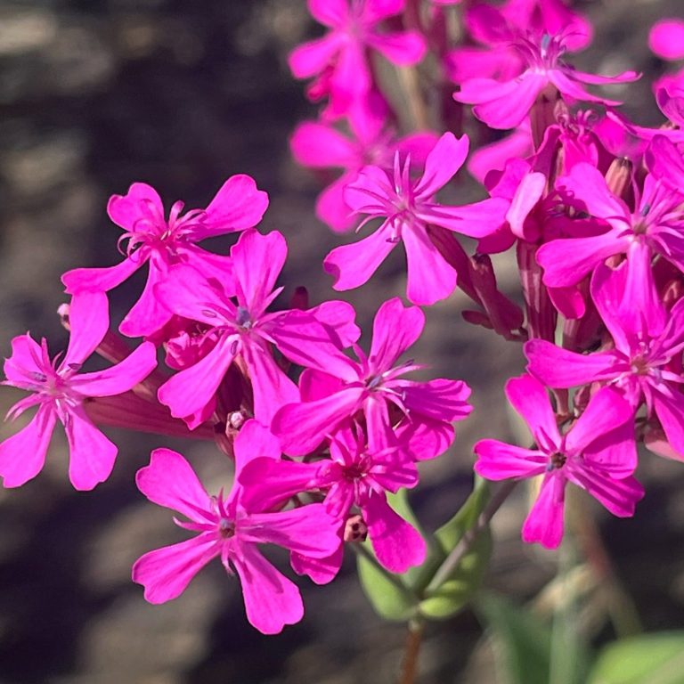Fleur violette à cinq pétales avec des feuilles vertes en arrière-plan.