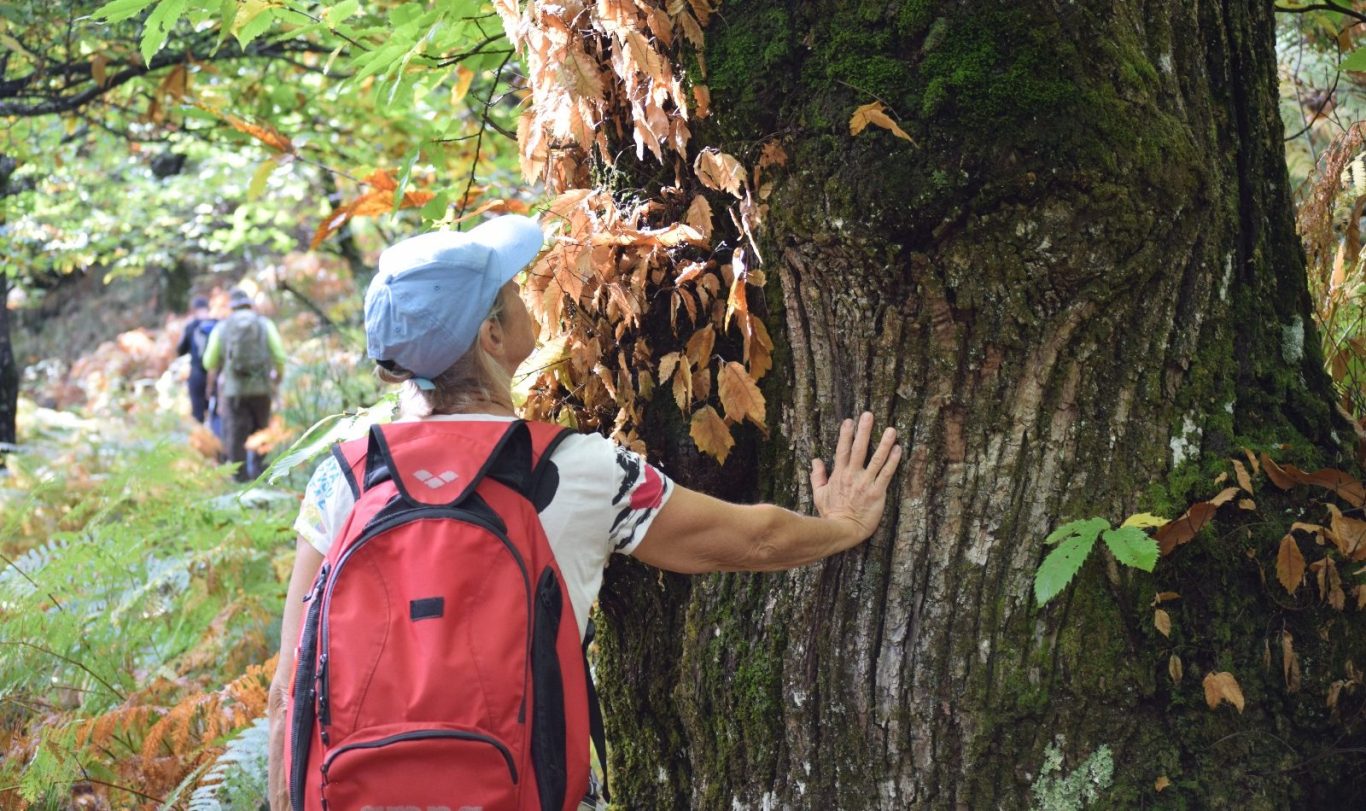 Pelouse verdoyante entourée d'arbres sur une colline.